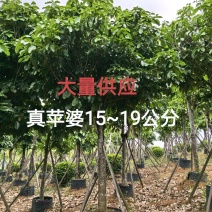 苹婆15～19分