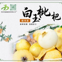 苏州洞庭东山白玉枇杷上市