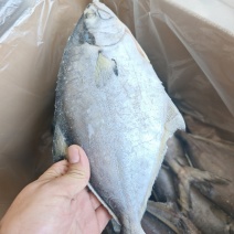 山东威海石岛二去南美鲳鱼300-500g