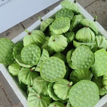 新鲜荷花，新鲜白莲子，新鲜水果莲蓬基地直供，全国各地可发
