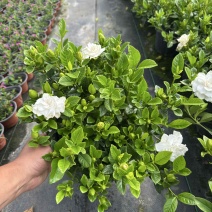 栀子花免费包邮全部现挖现卖基地直销