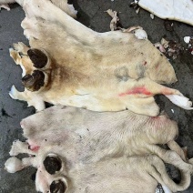 带毛牛腿皮