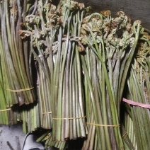 高山野生蕨菜