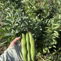 本地蚕豆大量上市