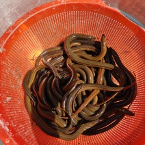 河南野生鳝鱼