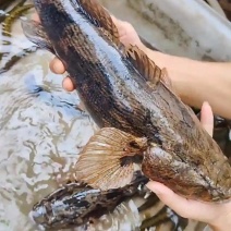 各种规格野生笋壳鱼。