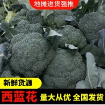 西兰花精品基地直发量大电商市场欢迎新老顾客订购