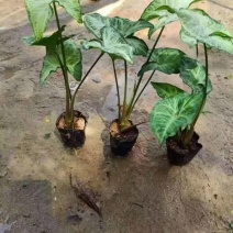 合果芋(白蝴蝶)20-30高，基地直销一手货源，3斤袋7斤袋