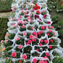 康乃馨基地直供，母亲节康乃馨，盆栽花康乃馨基地