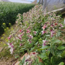 野生地黄苗带根带叶带花