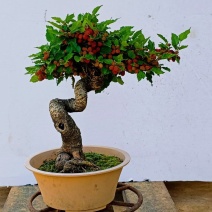 果桑造型