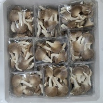 盒秀25盒1件