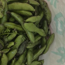 青蚕豆