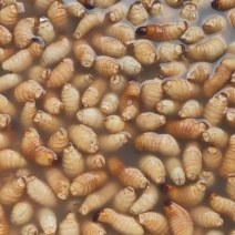 竹笋虫