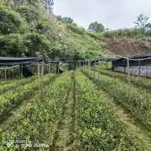 2年生油茶苗
