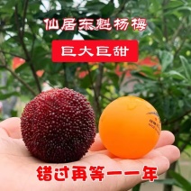 台州仙居东魁杨梅