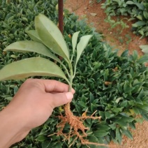 非洲茉莉纤插苗，基地大量出售
