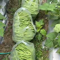 贵州小金豆