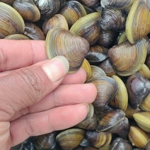 河蚬