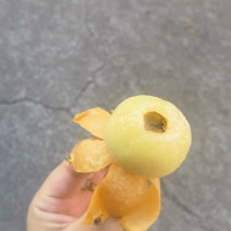 东山白玉枇杷日出两千斤欢迎前合作