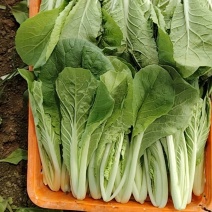 奶白菜