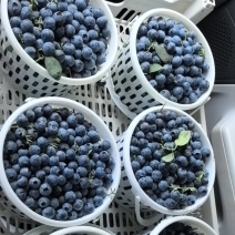 F6蓝莓