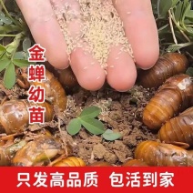 金蝉活苗，金蝉种苗/产地直发/量大从优/成活率高