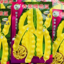 东北大几豆种子早熟黄香蕉油豆角种籽无柴嘎嘎面乎嘎啦豆种子