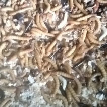 活体黄粉虫