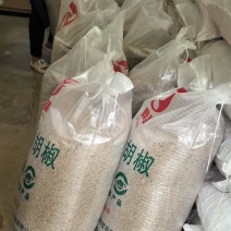 海南白胡椒