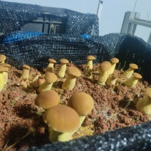 黄牛肝菌