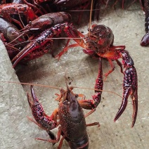 小龙虾（小青，中青，大青，或者虾尾）