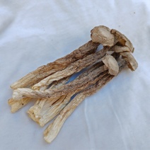 精品鹿茸菇干货批发质量好的很价格美丽量大从优大量现货