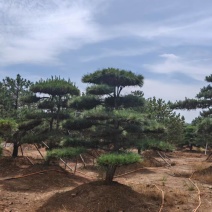 山东晟松造型景观松松.一手货源