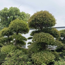 湖北省孝感应城市