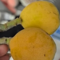 兰溪穆坞白枇杷。