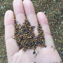 油菜籽