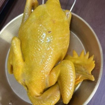 全熟盐焗鸡地摊电商批发五指毛桃盐焗鸡真空盐焗鸡熟食鸡