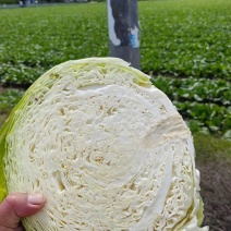 精品好甘蓝