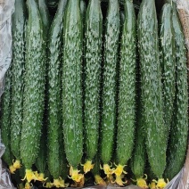 黄瓜油量密刺干花鲜花大量供应商超市场电商支持视频看货