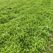 药食同源蒲公英
