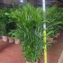 广东基地直销超大盆富贵椰子1.5-1.6自然高度电商货大