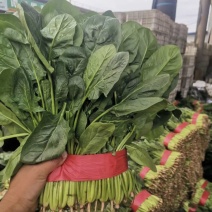 【精品】波菜产地直发价格美丽量大从优欢迎全国老板洽谈