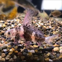 胭脂鱼苗/产区直发/货源充足/大量有货/欢迎选购