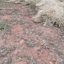 油菜籽