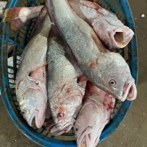 鲜货，，冻货都有，，常年有货，需要联系，