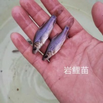 岩元鲤鱼苗/产区直发/货源充足/欢迎选购