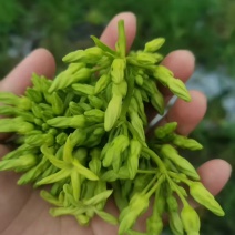 夜香花尖花
