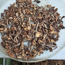 黑龙江特产榛蘑地头价出售
