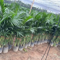 大量210小盆富贵椰子基地直发，高度1.2至1.4